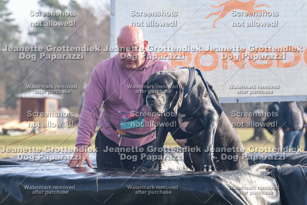 Dog Paparazzi - Strongdog North Mrz26-139 | Dog Paparazzi Jeanette Grottendiek Fotografie & Videografie - Realisiert mit Pictrs.com