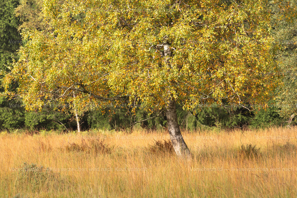 Birke im Spätsommer | an der Schwarzwaldhochstraße - Realisiert mit Pictrs.com