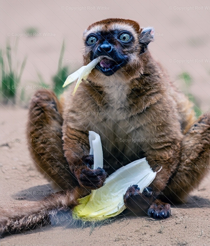 affe5 | da staunt aber einer beim Essen ?? - Realisiert mit Pictrs.com