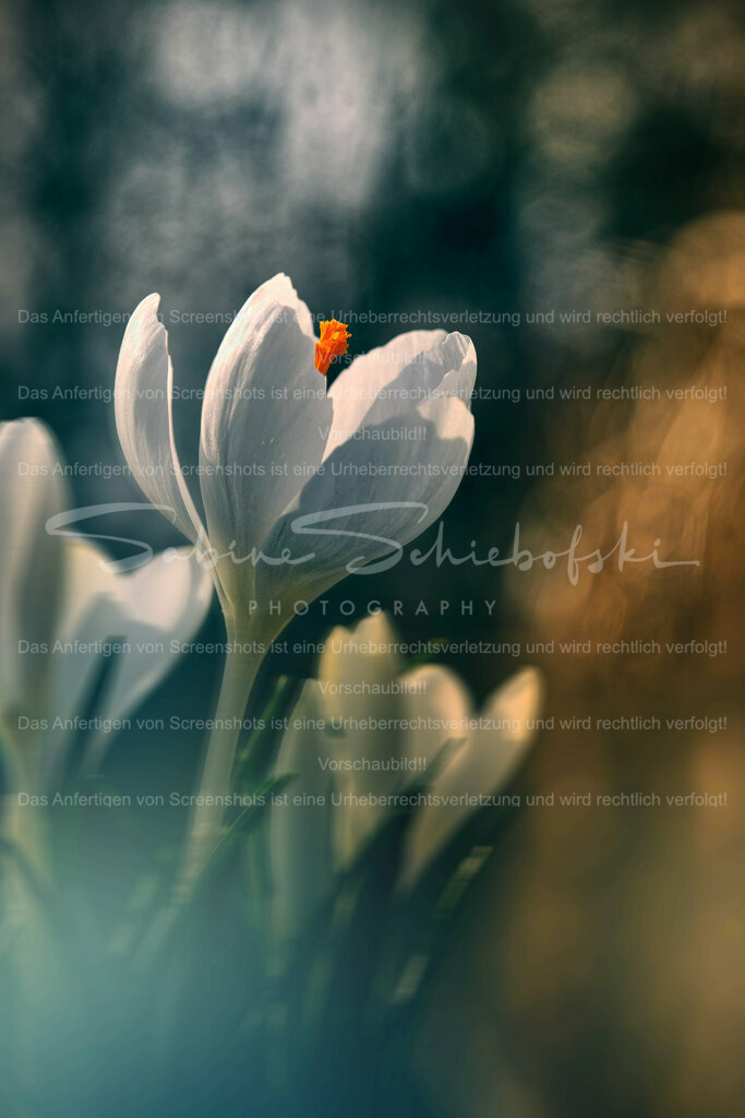 Wandbild Krokus | People- und Tierfotografie, Imageaufnahmen, Veranstaltungsfotografie und Wandbilder aus der Natur ★ Made in Germany ✔️ Druck + Downloads ✔️ Naturfotografie in Top Qualität ★ schneller Versand, weltweite Lieferung! - Realisiert mit Pictrs.com