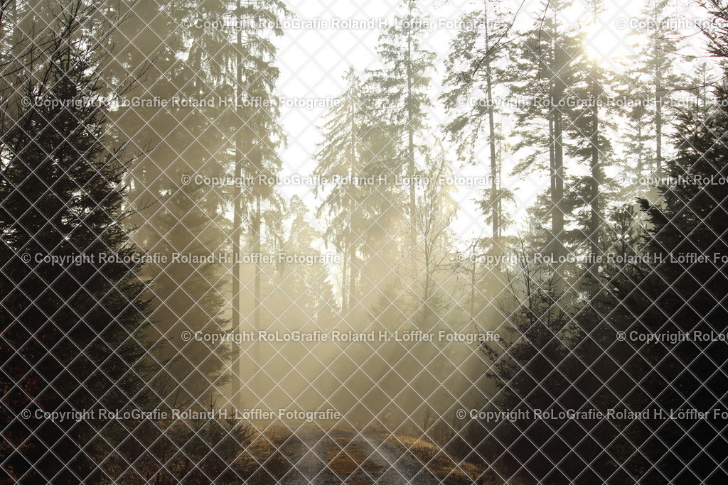 Mystisch-02-F | Der Nebel im Wald durchzogen von Sonnenstrahlen erzeugt ein mystisches Bild. - Realisiert mit Pictrs.com