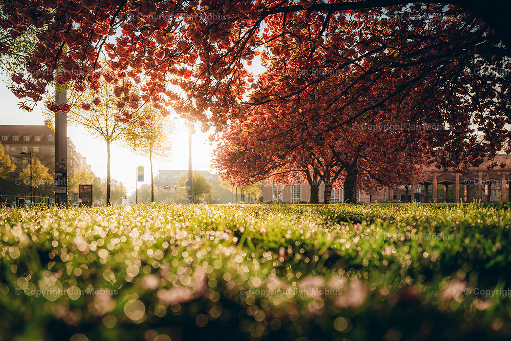 _DSC1894 | Leipzig Wandbilder Drucke Prints Leinwand Stadtmotive Leipzig Fotosdruck Kunstdrucke Bilder Leipzig Stadtansichten Acrylglasbilder Leipzig Wanddeko Fine Art Prints Wandbilder Büro Leipzig Bilder Praxis Zuhause Bilderdruck Poster Posterlounge Kunstdrucke - Realisiert mit Pictrs.com