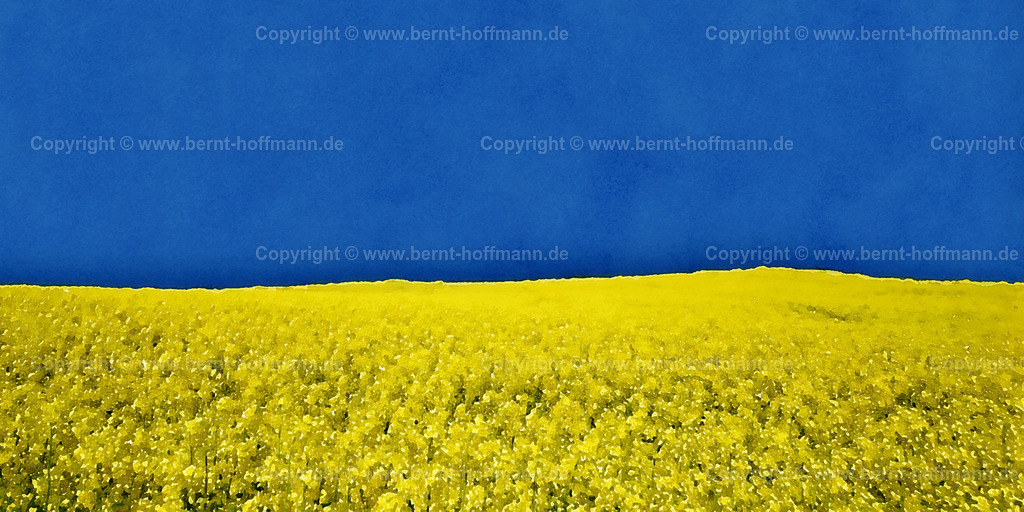 PDM2_Raps-Himmel_120x60 | DIGITALKUNST. Sinfonie in blau und gelb. __ Rapsfeld vor blauem Himmel. __ Symbolbild - die Farben der Ukraine -Flagge. __ Seitenverhältnis = 2 zu 1 - Realisiert mit Pictrs.com