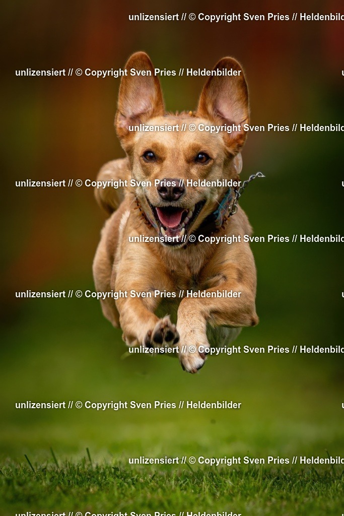 Sven Pries | 2024-09-22 - Hunderennen Baden-BadenPudelverein - Realisiert mit Pictrs.com