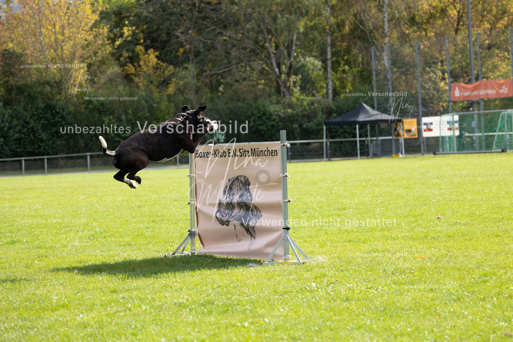 _16A6670 | Einzigartige Fotos von Hunden & Menschen –Actionfotos, Portraits, Vereinsaufnahmen & Paarshootings – authentisch, lebendig & mit Herz.