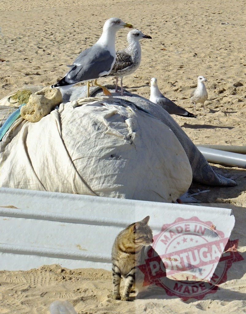Tabby cat and three seagulls resting on sandy beach | Tabby cat sitting in sand watching seagulls standing on wrapped boat on beach - Realized with Pictrs.com