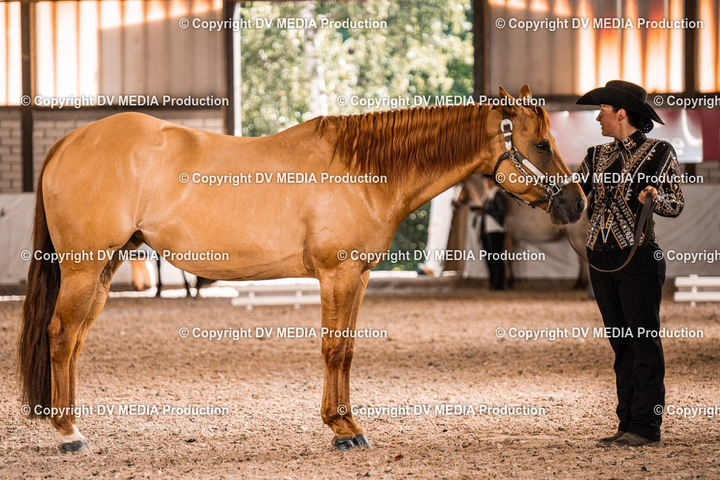 ZH100065 | dv-media-shop - Realisiert mit Pictrs.com