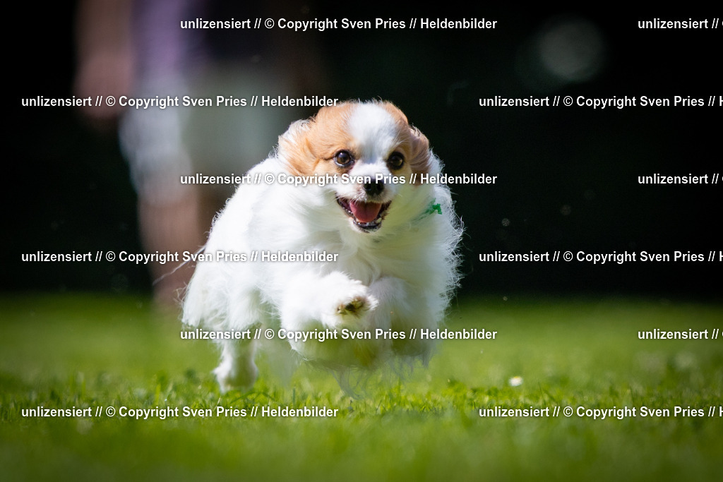 Sven Pries | 2025-08-10 - Hunderennen Durlach - Realisiert mit Pictrs.com