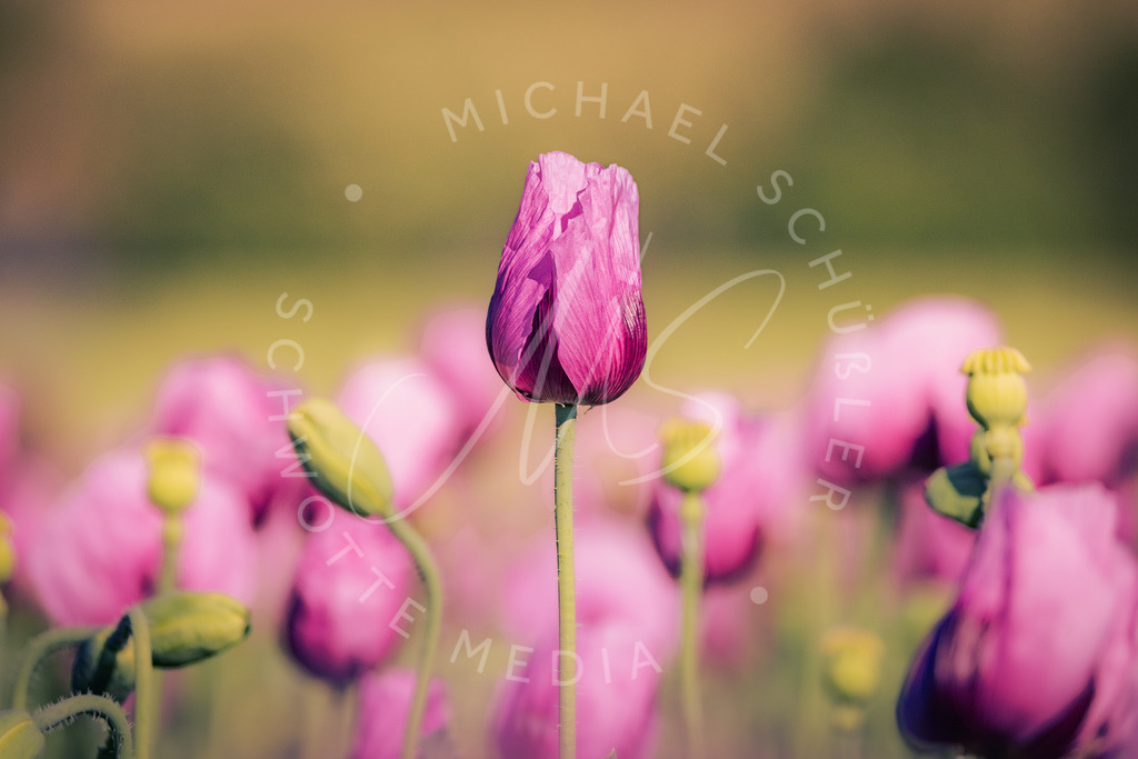 2025-05-20 2025-05-20 Erlenbacher Oelmuehle Mohnblumen 078 | Schwotte Media - Realisiert mit Pictrs.com