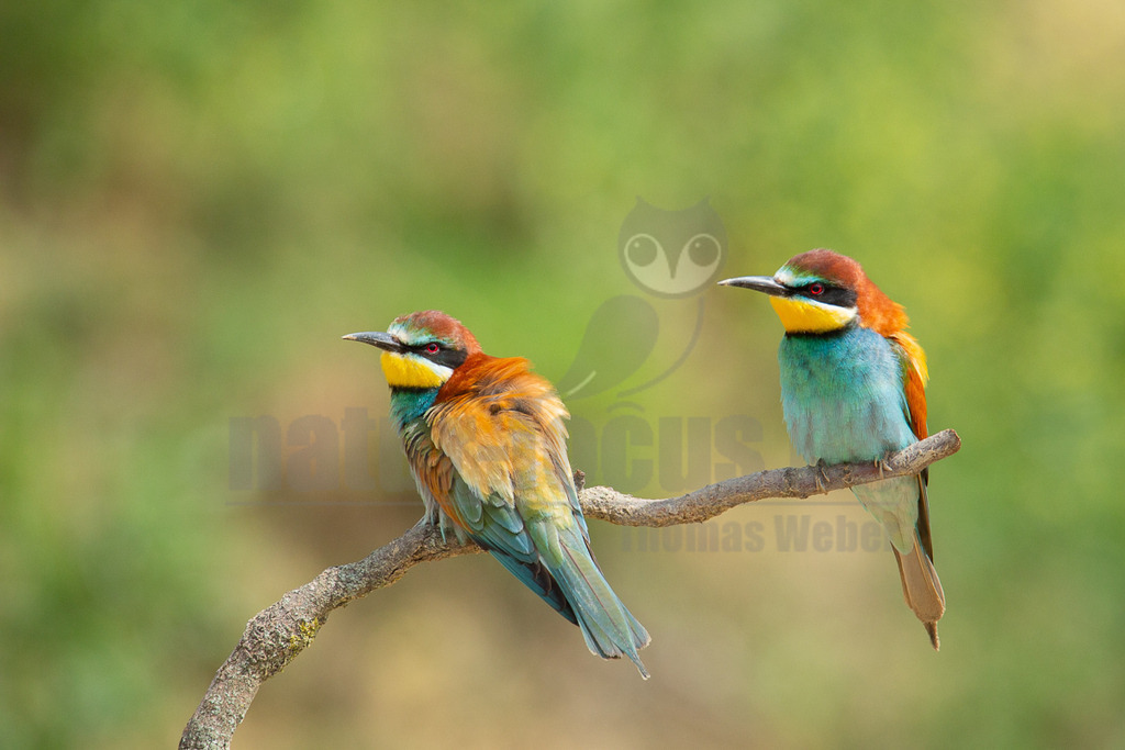 20140517095804 | Zwei farbenprächtige Bienenfresser (Merops apiaster) sitzen nebeneinander auf einem moosbewachsenen Ast. Ihre Gefieder zeigen leuchtende Farben wie Türkis, Gelb, Orange und Braun. Der linke Vogel blickt leicht nach links, während der rechte Vogel geradeaus schaut. Der Hintergrund ist unscharf und in verschiedenen Grüntönen gehalten, was die Vögel hervorhebt. Die Vögel interagieren, indem sie friedlich nebeneinander auf dem Ast ruhen. - Realisiert mit Pictrs.com