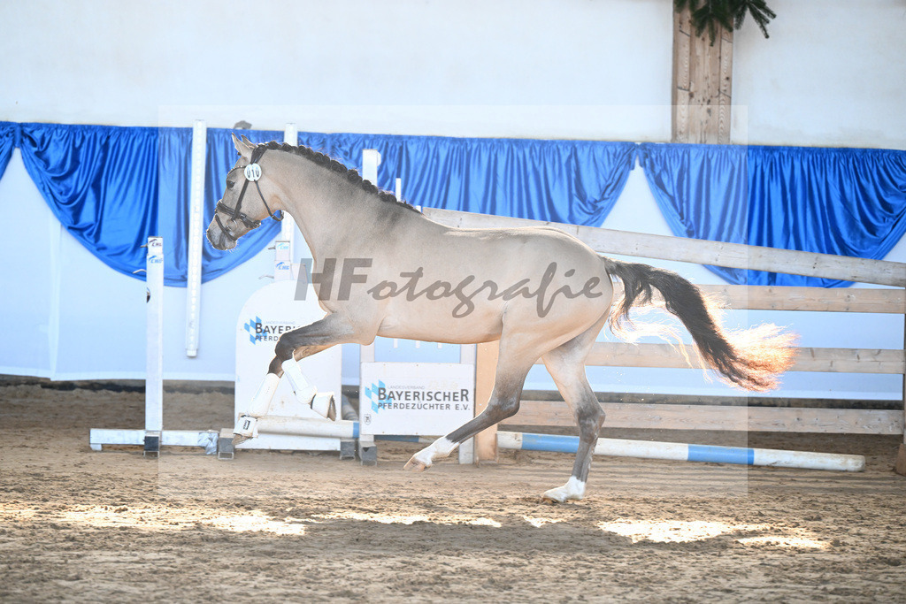 Kat-Nr. 10 Gentleman M v. Gold Garant_Meyer_9260240 | hf-fotografie - Realisiert mit Pictrs.com