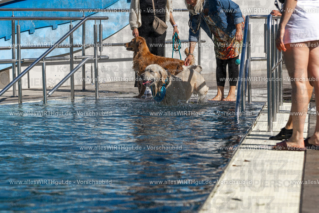 Hundeschwimmen_Volksbad_2026-allesWIRTHgut_Tierfotografie-2609061117-FAY06192 | Professionelle Tierfotografie in Mönchengladbach von Daniel Wirth (allesWIRTHgut). Liebevolle & natürliche Bilder von Hunden & Katzen für unvergessliche Erinnerungen.