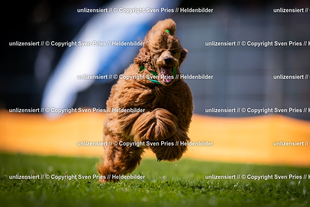 Sven Pries | 2025-08-10 - Hunderennen Durlach - Realisiert mit Pictrs.com