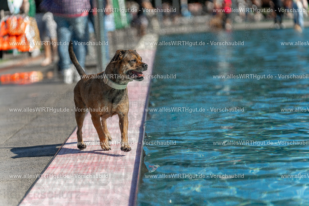 Hundeschwimmen_Volksbad_2026-allesWIRTHgut_Tierfotografie-2609061120-103054-7R509566 | Professionelle Tierfotografie in Mönchengladbach von Daniel Wirth (allesWIRTHgut). Liebevolle & natürliche Bilder von Hunden & Katzen für unvergessliche Erinnerungen.