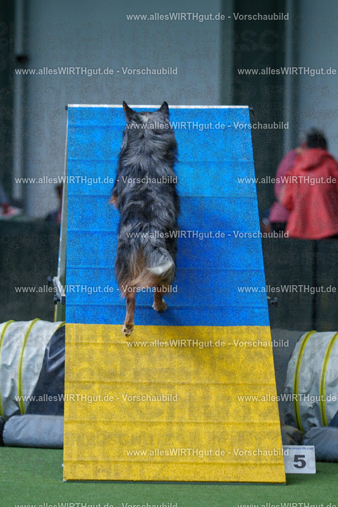 @allesWIRTHgut_Tierfotografie - www.allesWIRTHgut.de - 2604251516-7R505692 | Professionelle Tierfotografie in Mönchengladbach von Daniel Wirth (allesWIRTHgut). Liebevolle & natürliche Bilder von Hunden & Katzen für unvergessliche Erinnerungen.