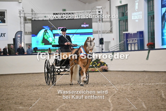 Neustart_974_5405 | Björn Schroeder Pferdefotografie