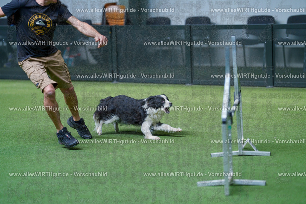 @allesWIRTHgut_Tierfotografie - www.allesWIRTHgut.de - 2604261509-7R504671 | Professionelle Tierfotografie in Mönchengladbach von Daniel Wirth (allesWIRTHgut). Liebevolle & natürliche Bilder von Hunden & Katzen für unvergessliche Erinnerungen.