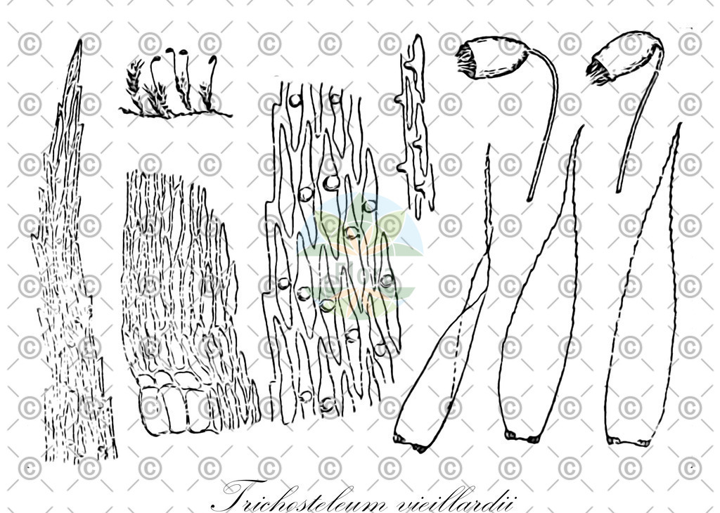 HistAbb_wfo-0000456304_2_ENZY_Simple | Historische Abbildung von Trichosteleum vieillardii - Sematophyllaceae | Historical Illustration of Trichosteleum vieillardii - Sematophyllaceae