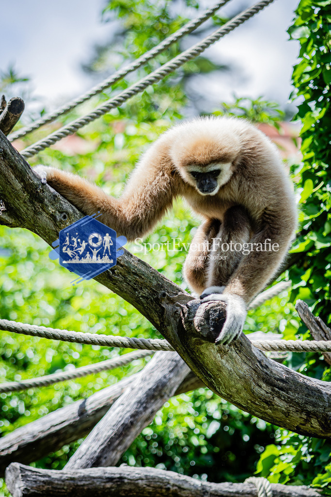 IMG_6725 | SportEventFotografie - Roman Stoiber