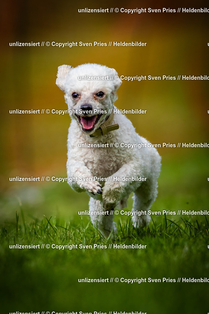 Sven Pries | 2025-04-13 - Hunderennen Baden-Baden - Realisiert mit Pictrs.com