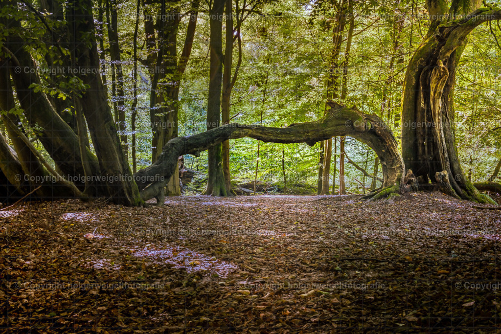 Der Gebeugte | Kaufen sie online außergewöhnliche Fotografien auf Leinwand Acrylglas Fotoprint Aludibond von holgerweigeltfotografie - Realisiert mit Pictrs.com