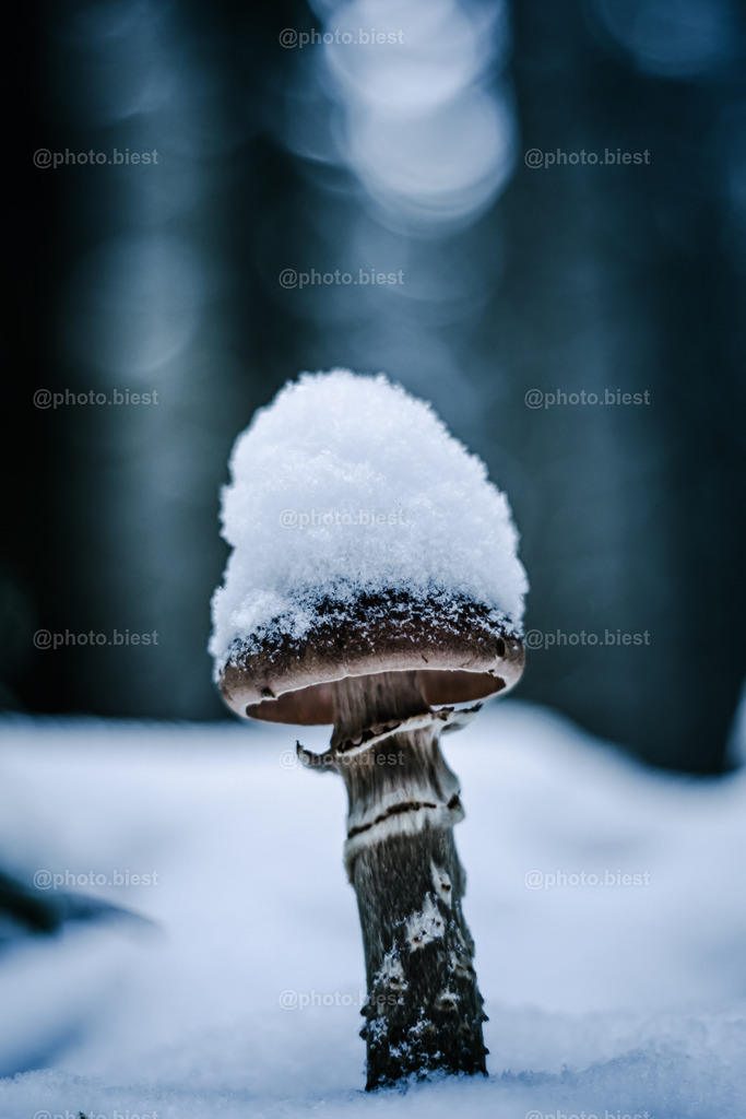 Schneepilz | Einsamer Pilz im Winterwald. - Realisiert mit Pictrs.com