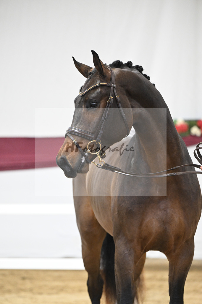 Kat-Nr. 6 Conthargos x Cornet Obolensky_Paul Scheuerer_47250115 | hf-fotografie - Realisiert mit Pictrs.com