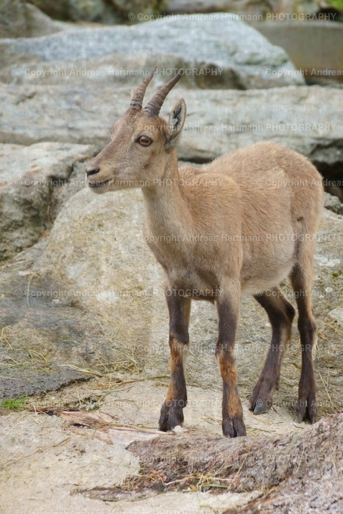 Steinbock | Steinbock - Realisiert mit Pictrs.com