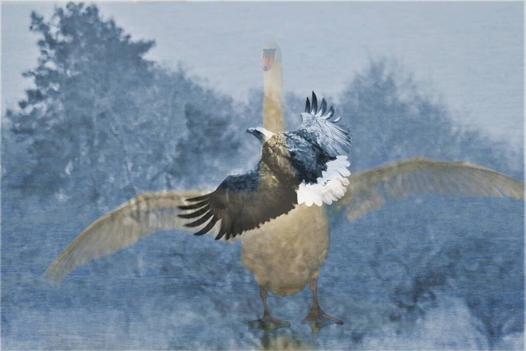 Overlay_Voegel_554 | Annaeherungen - Realisiert mit Pictrs.com