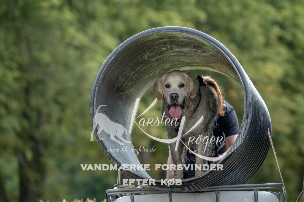 0950_ZZ91291 | kk-dogfotos
