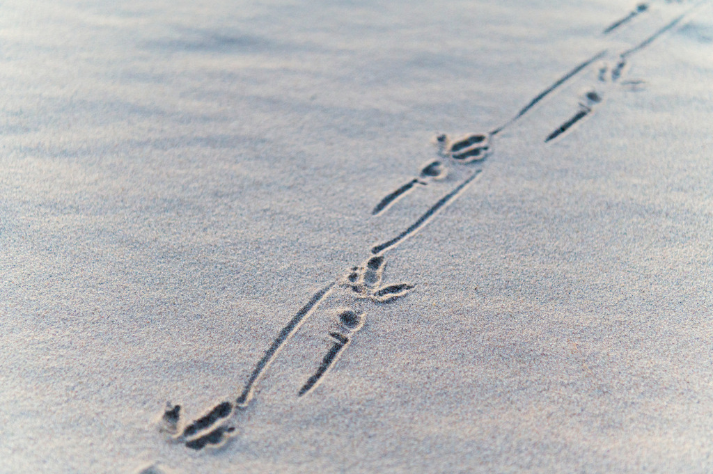 2023_10_05_HETLINGER SCHANZE SONNENUNTERGANG_MCP3853 | Hochwertig gedruckte Fotografien für die Wand, als Kalender und zum Verschenken. Hamburg & Norddeutschland und überall wo ich mit der Kamera unterwegs war.
