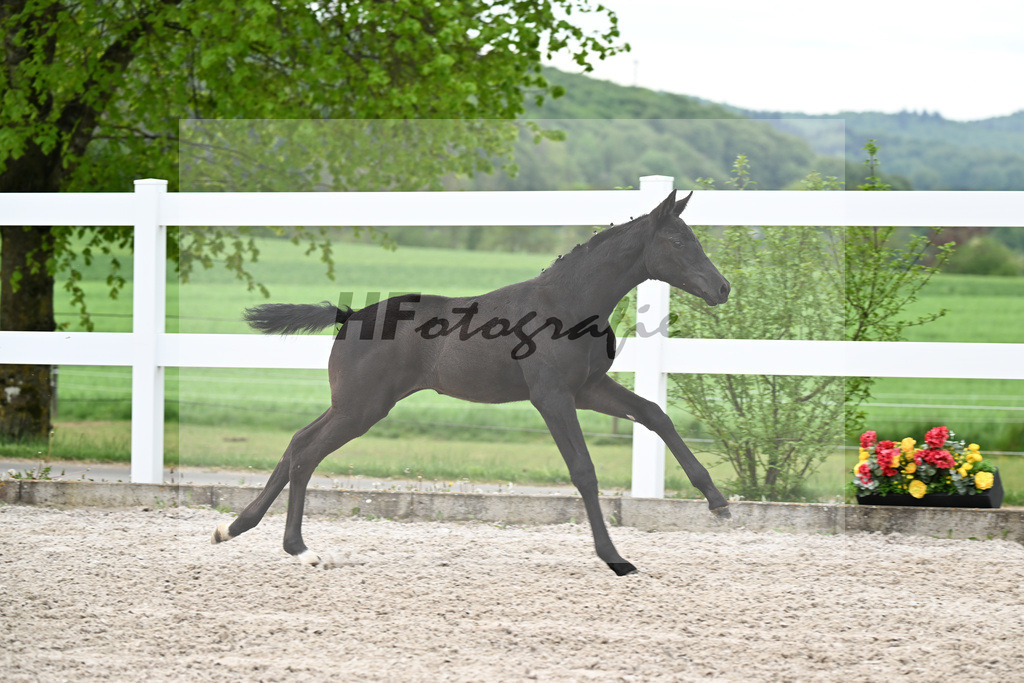 Kat-Nr. 1 SF St. Emilion x Rubin Royal_Gruber_23260054 | hf-fotografie - Realisiert mit Pictrs.com