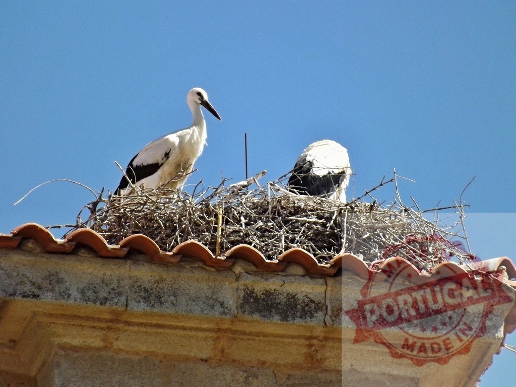 Storks nesting on a historic clay tile rooftop | Storks building and sitting in a large nest on an old tiled building under blue sky - Realized with Pictrs.com
