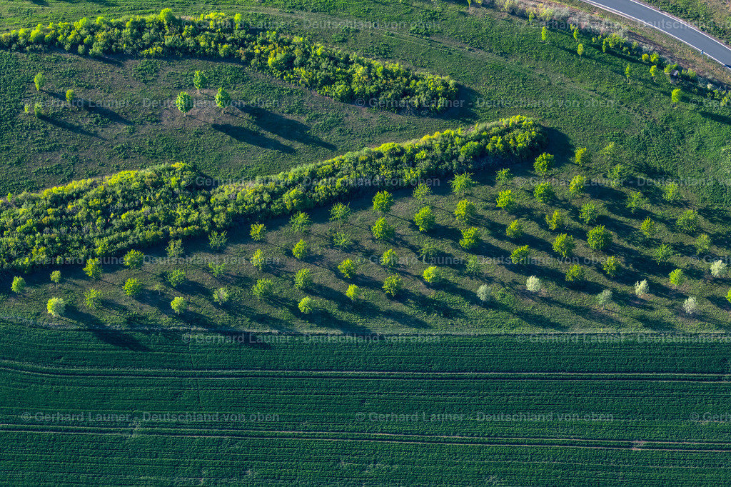 4026121 | ERFURT 06.05.2020 Baumreihe von jungen Laubbäumen an einem Feldrand im Ortsteil Gispersleben in Erfurt im Bundesland Thüringen, Deutschland. // Row of young deciduous trees on a field edge in the district Gispersleben in Erfurt in the state Thuringia, Germany. Foto: Gerhard Launer