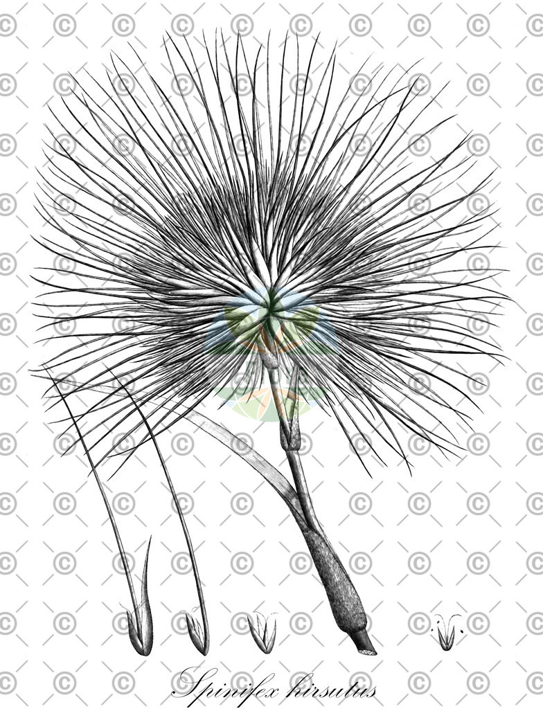 HistAbb_wfo-0000313020_1_ENZY_Simple | Historische Abbildung von Spinifex hirsutus - Poaceae | Historical Illustration of Spinifex hirsutus - Poaceae