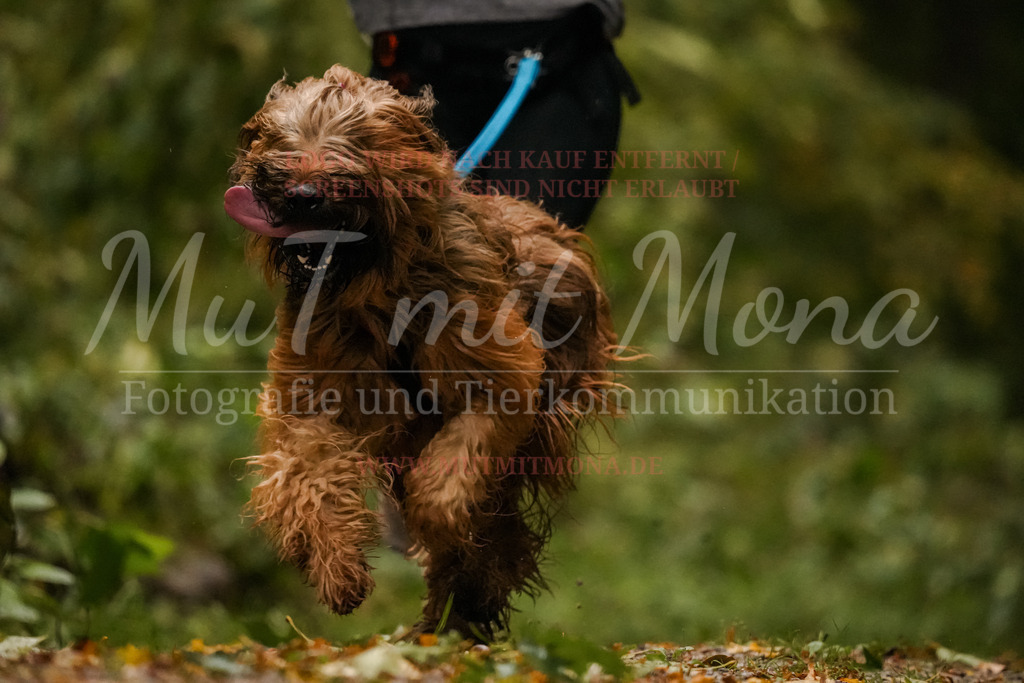 20251005_THS_Turnier-128 | MuT (Mensch und Tier) mit Mona - Fotografie und Tierkommunikation - Realisiert mit Pictrs.com