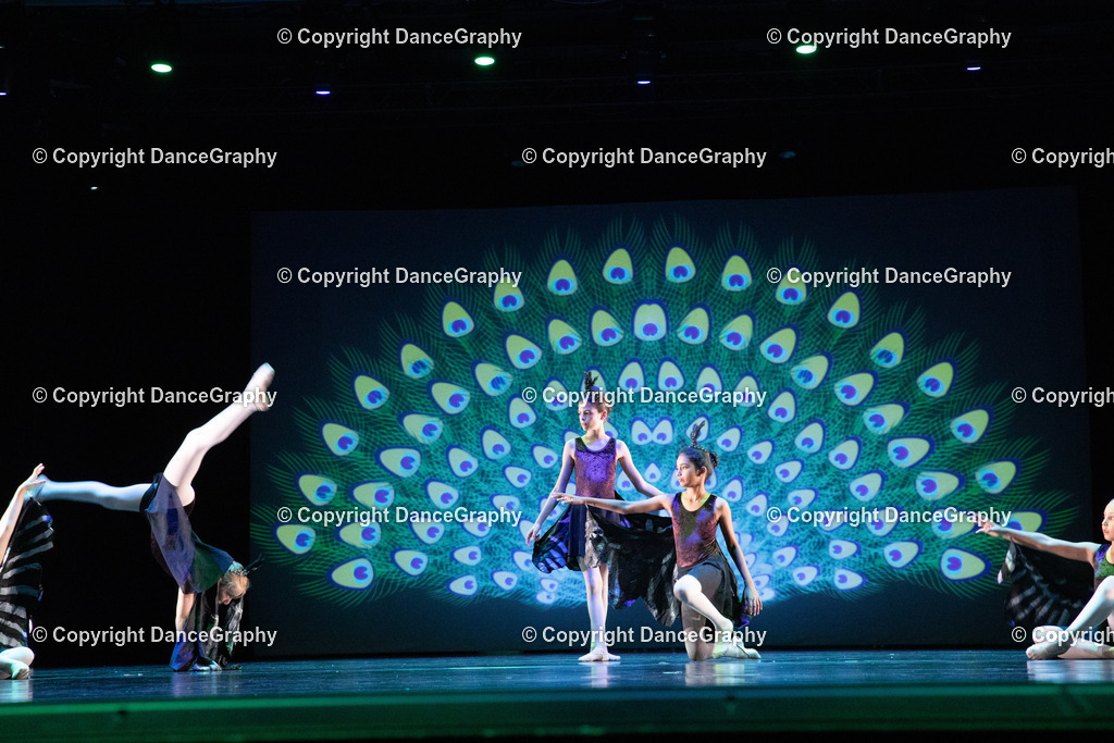 GPHY6155 | DanceGraphy - Realisiert mit Pictrs.com