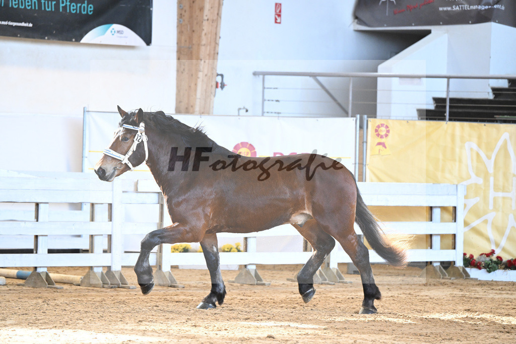 Kat-Nr. 12 v. Nussini II_Birkholz_2230191 | hf-fotografie - Realizzato con Pictrs.com