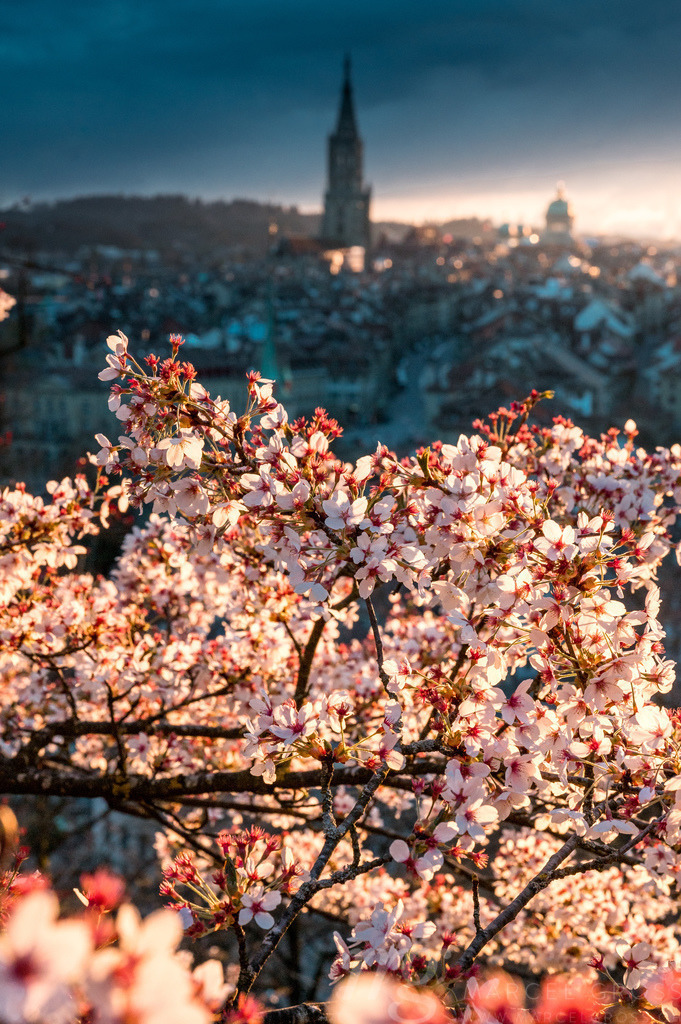 sunset durign cherry blossom in Bern seen from Rosengarten | Die ideale Geschenkidee für Naturliebhaber. Naturbilder von Marcel Gross Photography für ihr Zuhause in den verschiedensten Formaten und Materialien. - Realisiert mit Pictrs.com