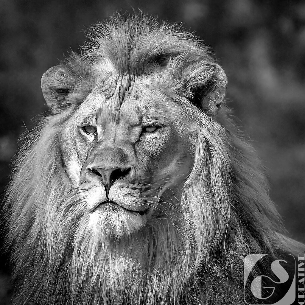 Lion 6_swx | Fotogeschenke aller Art, kostenlose Games und die schönsten KI-Bilder in 4K Qualität. Egal ob als Download, Leinwand, Kalender usw... Jetzt günstig bestellen!
 - Realisiert mit Pictrs.com
