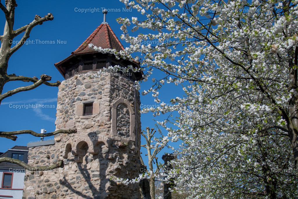 rinnentorturm-bensheim-fruehling-blueten-bergstrasse-Fotografie-Thomas_Neu.jpg-14 | Das Rinnentor in Bensheim, ein Wahrzeichen der Stadt, /Wikipedia: Der Rinnentorturm ist ein Rest der mittelalterlichen Stadtbefestigungsanlage, die im 13. und 14. Jahrhundert zur Sicherung der Stadt Bensheim errichtet wurde. Das Rinnentor, so wird heute vermutet, sollte den westlichen Abfluss der Lauter aus der Stadt heraus sichern. Ursprünglich bestand das Rinnentor aus einem mittleren Baukörper mit hohen Korbbogenöffnungen sowie Schlüsselscharten in der westlichen Mauer des Wehrganges. Im Norden fügte sich der heutige Rinnentorturm an, weiter südlich der Sicherungsbau. In der ersten Hälfte des 18. Jahrhunderts wurde die Lauter nach Norden verlegt und die südliche Stadtmauer abgebrochen, um einen westlichen Stadtausgang zu schaffen. 1885 wurde dann dieses Stadttor auf Betreiben einiger Bürger bis auf den heutigen Rinnentorturm abgebrochen. Als Gründe wurden verkehrstechnische Probleme (eine zu enge Durchfahrt für Kutschen) sowie eine angebliche Baufälligkeit angeführt. Die Stadt Bensheim gab damit eines ihrer Wahrzeichen auf. Ein Verlust, den man bald realisierte und der noch heute im Bewusstsein vieler Bensheimer Bürger vorhanden ist.[1],Bild: Thomas Neu