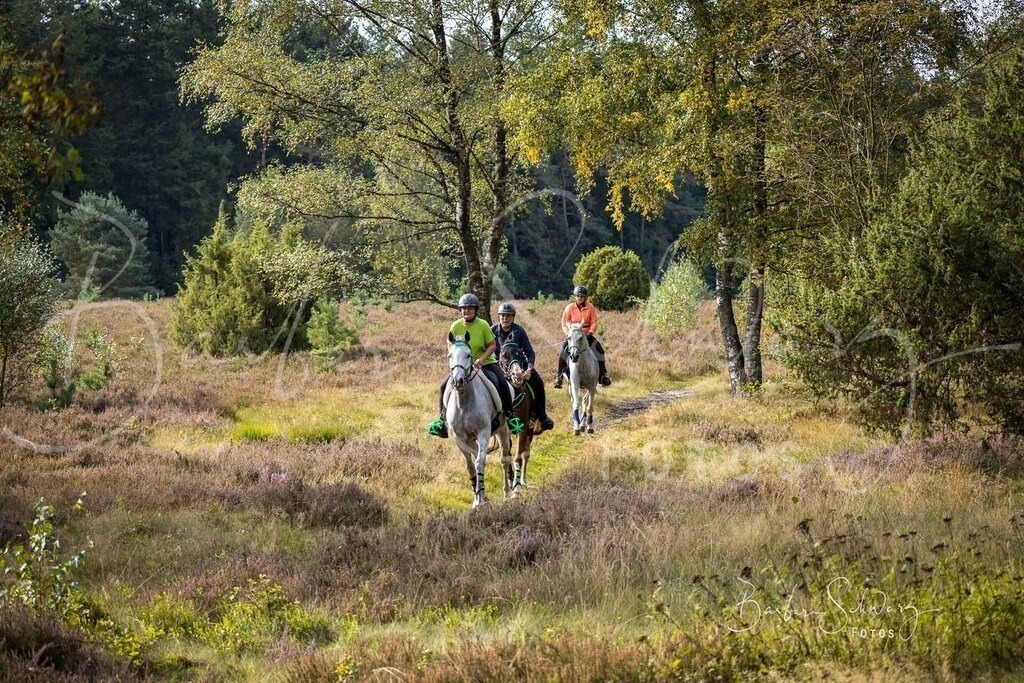 DdLH-WehlenerHeide_2025-09-20_22 | Fotografie, Veranstaltungs-Fotografie, Pferde-Fotografie, Landschafts-Fotografie, Reise-Fotografie - Realisiert mit Pictrs.com