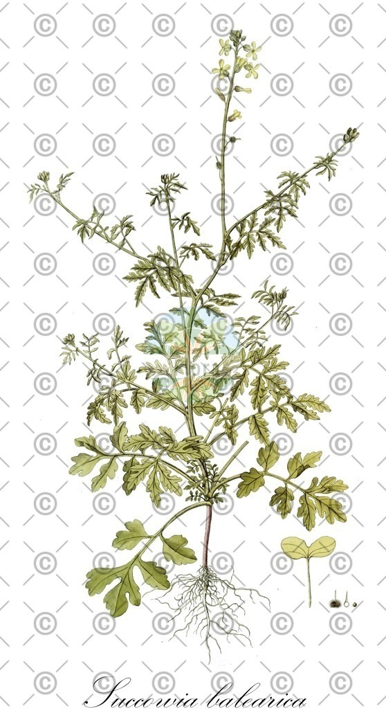 HistAbb_wfo-0001135390_1_ENZY_Simple | Historische Abbildung von Succowia balearica - Brassicaceae | Historical Illustration of Succowia balearica - Brassicaceae