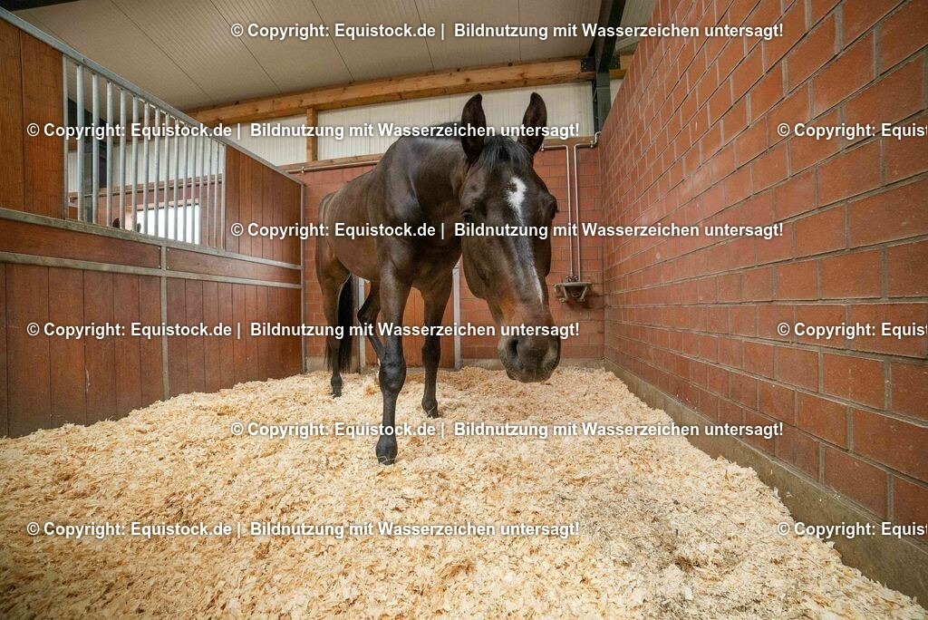 20190409_Einstreu_in_Pferdebox_0060 | Foto: Thomas Hartig