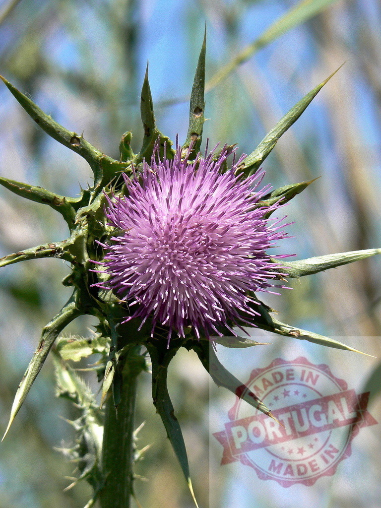Purple thistle flower blooming in the field | Purple thistle flower head with sharp spines growing in nature - Realisiert mit Pictrs.com