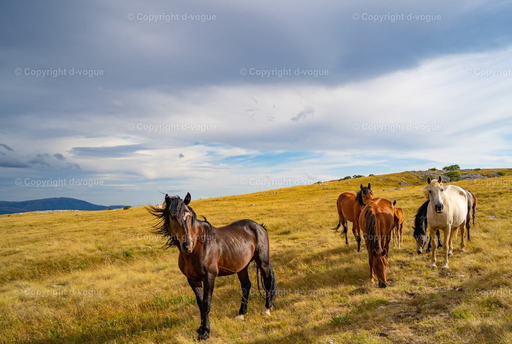 DSC01562 | d-vogue - Realisiert mit Pictrs.com