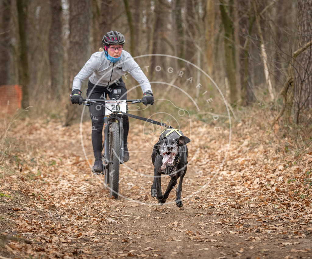 Pfotenfotografie_DV3A7430 | Hundefotografie, Tierfotograf, Pfotenfotografie, Fotoshooting Hund, Hunde Portrait, Hundesport, Hundeportraits, Heideshooting, Hunde, Sportfotograf, Hundefotograf, Turnierhundsport, THS,  - Realisiert mit Pictrs.com