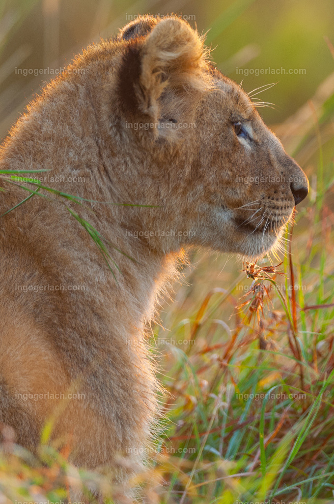 Der kommende König der Löwen | Der blick in die Zukunft. Was mag er bringen für den zukünftigen König der Löwen