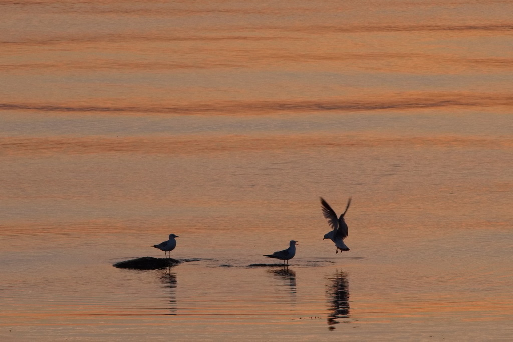 Ungebetener Gast | Zwei Möwen stehen auf Steinen im Wasser im Abendlicht, dritte Möwe startet einen Angriff - Realisiert mit Pictrs.com