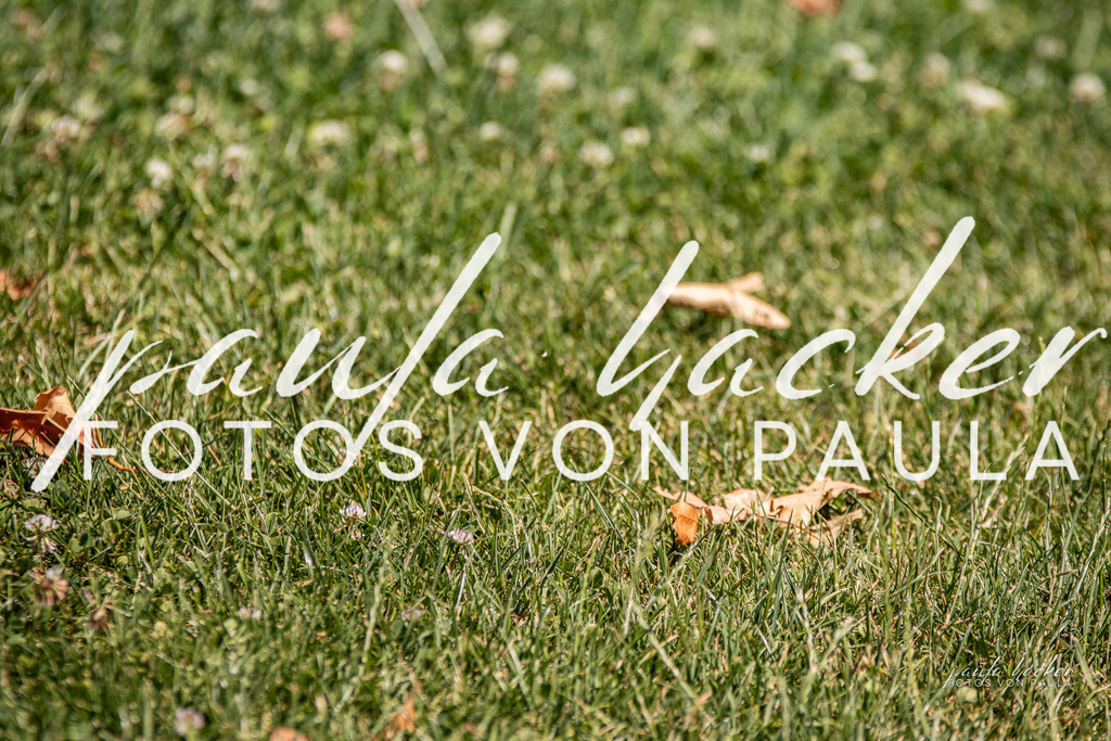 IMG_0452 | Erleben Sie dynamische Sport- und emotionale Tierfotografie in Süddeutschland mit Fotos von Paula. Spezialisiert auf Pferde- und Hundefotografie sowie Sportevents. Kontaktieren Sie mich für einzigartige und ausdrucksstarke Bilder Ihrer besonderen Momente. - Realisiert mit Pictrs.com